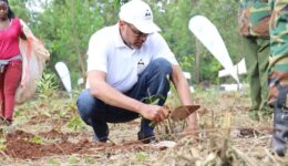 cairman tree planting-
